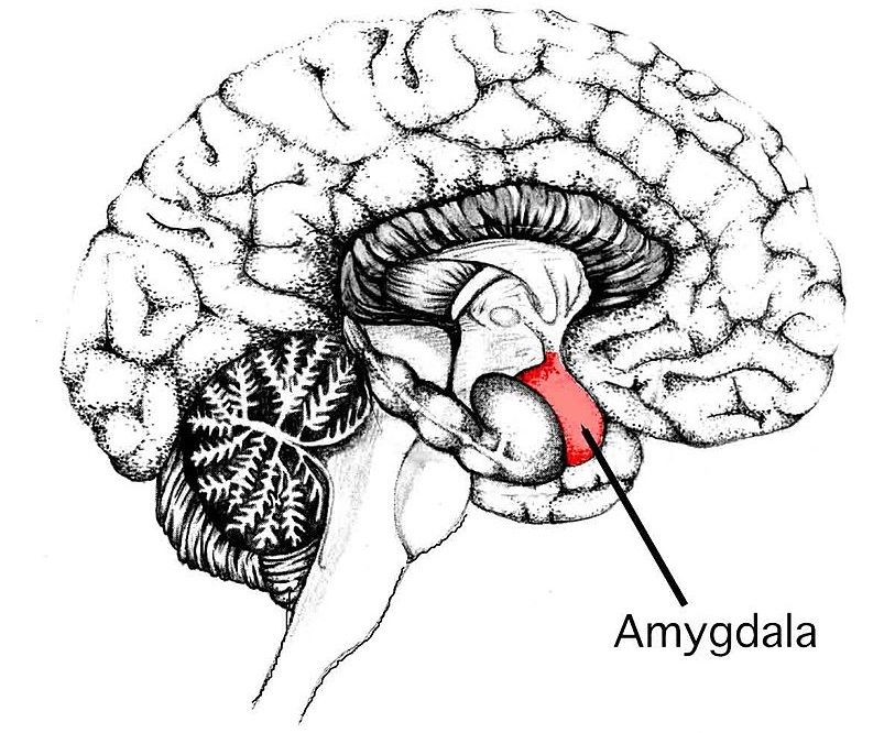Amygdala.jpg