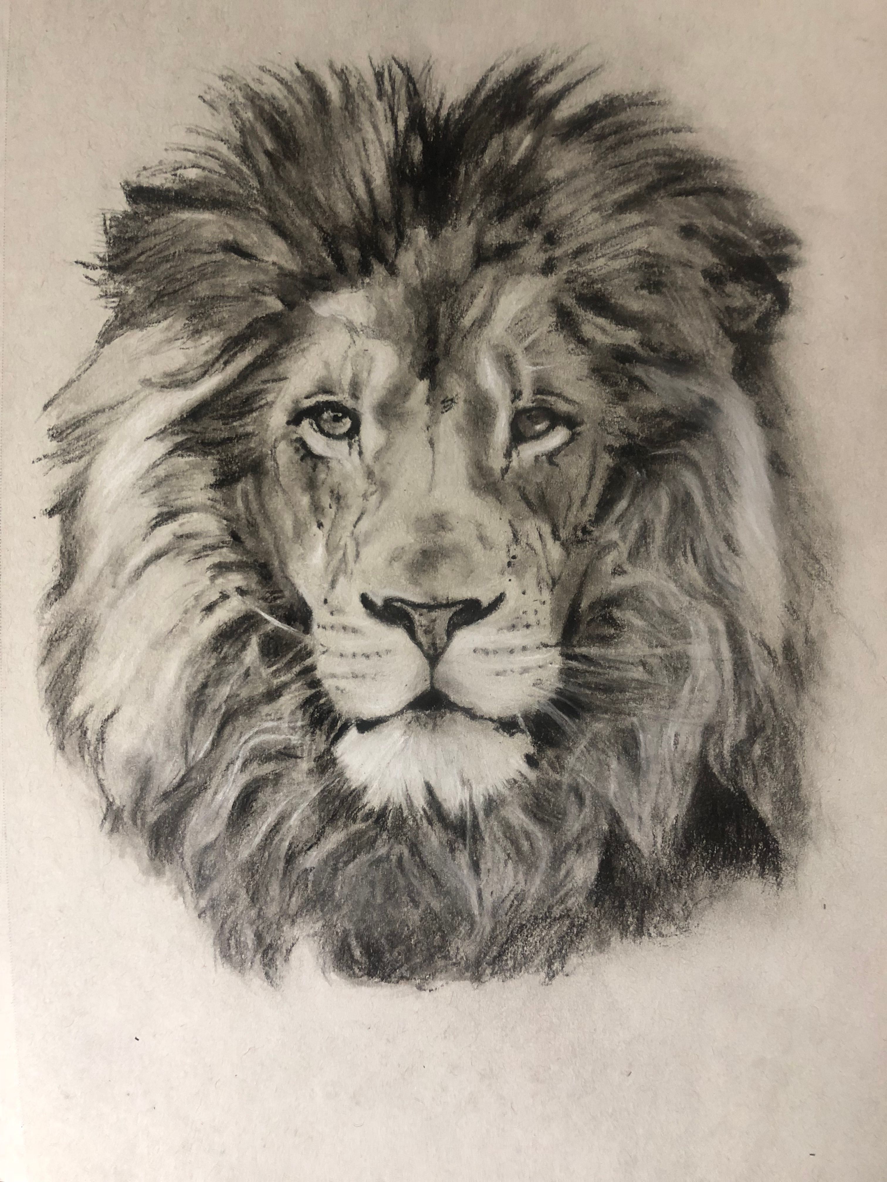 Original White Charcoal Lion Drawing+Progress Photos — Steemit