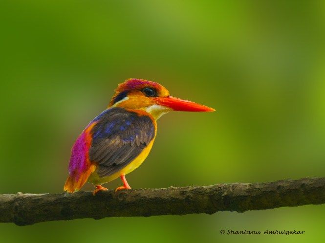 Shantanu-Ambulgekar-Oriental-Dwarf-Kingfisher.jpeg