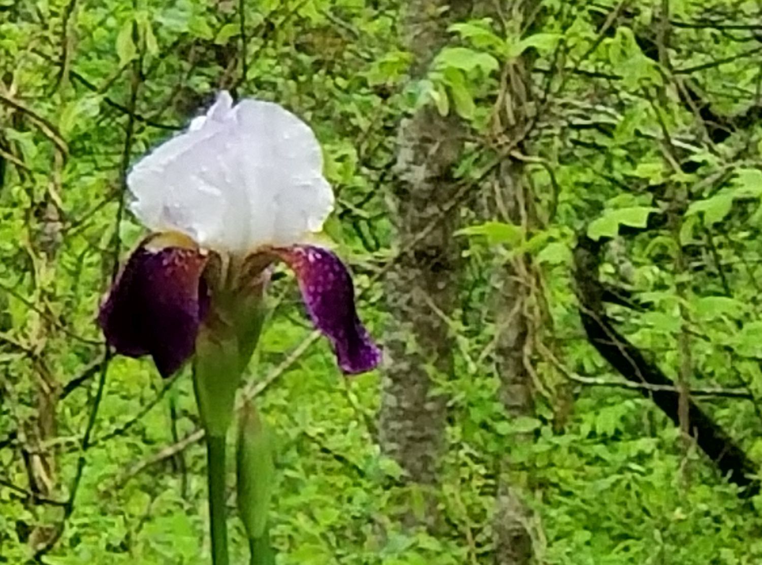 20180505_152113 - Purple and white iris.jpg