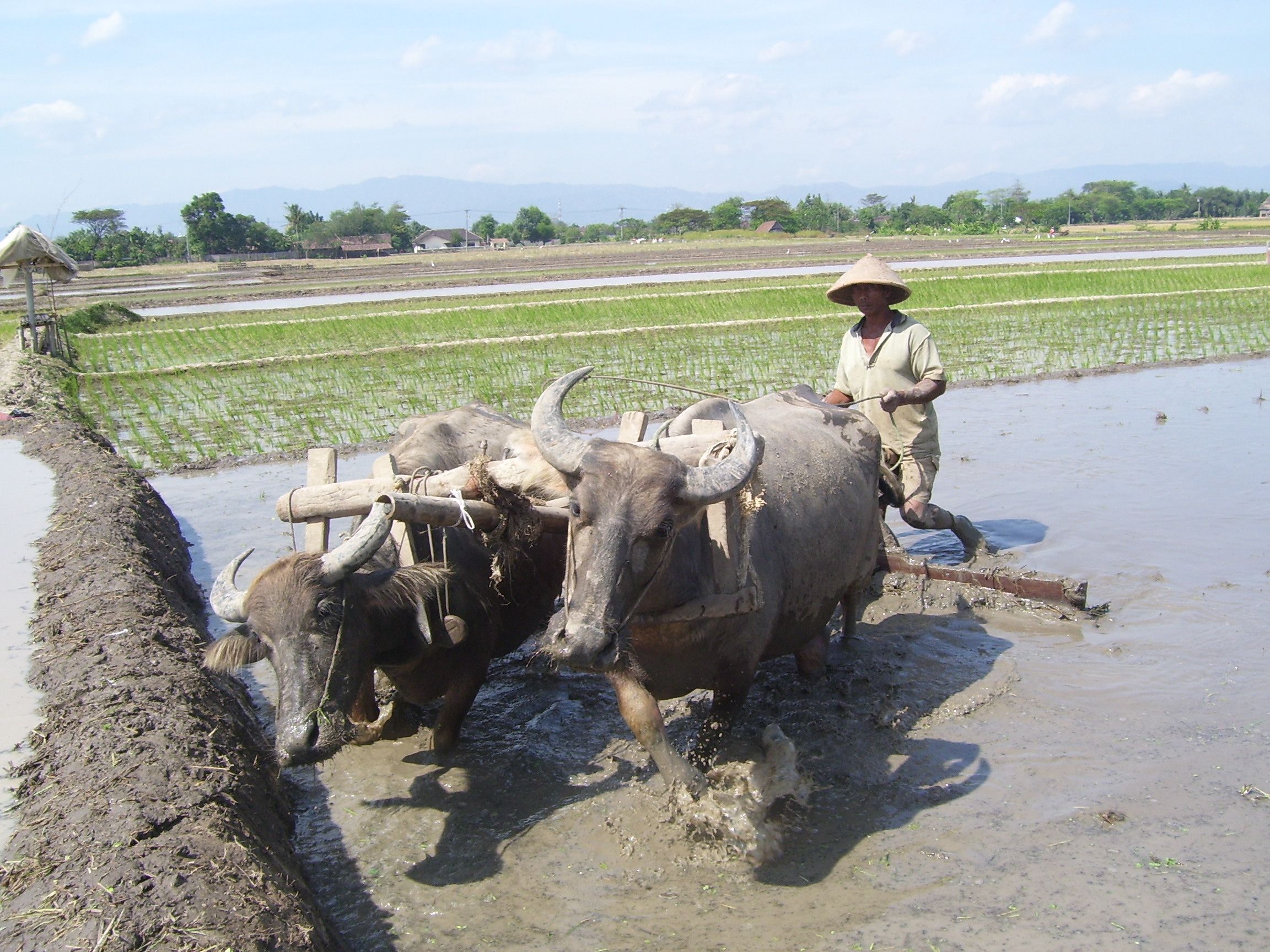 bapakku-membajak-sawah.jpg