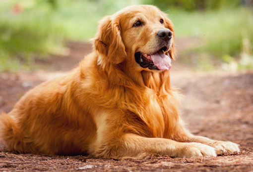 golden-retriever.jpg