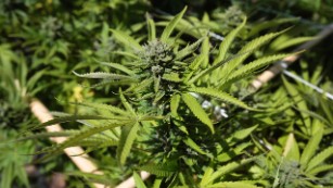 130808181437-marijuana-weed-plant-medium-plus-169.jpg