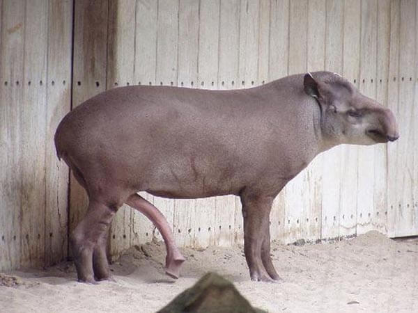 pene-tapir.jpg