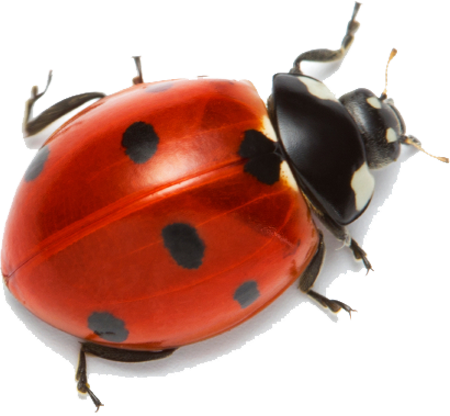 Ladybug-pl.png