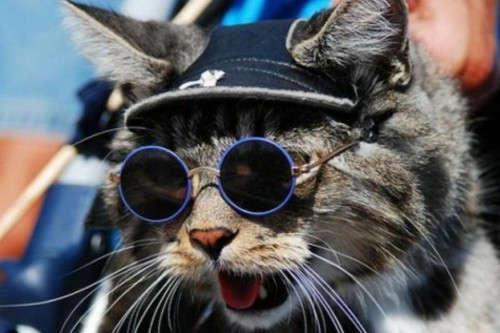 cute-cats-round-glasses-and-frame-in-blue.jpg