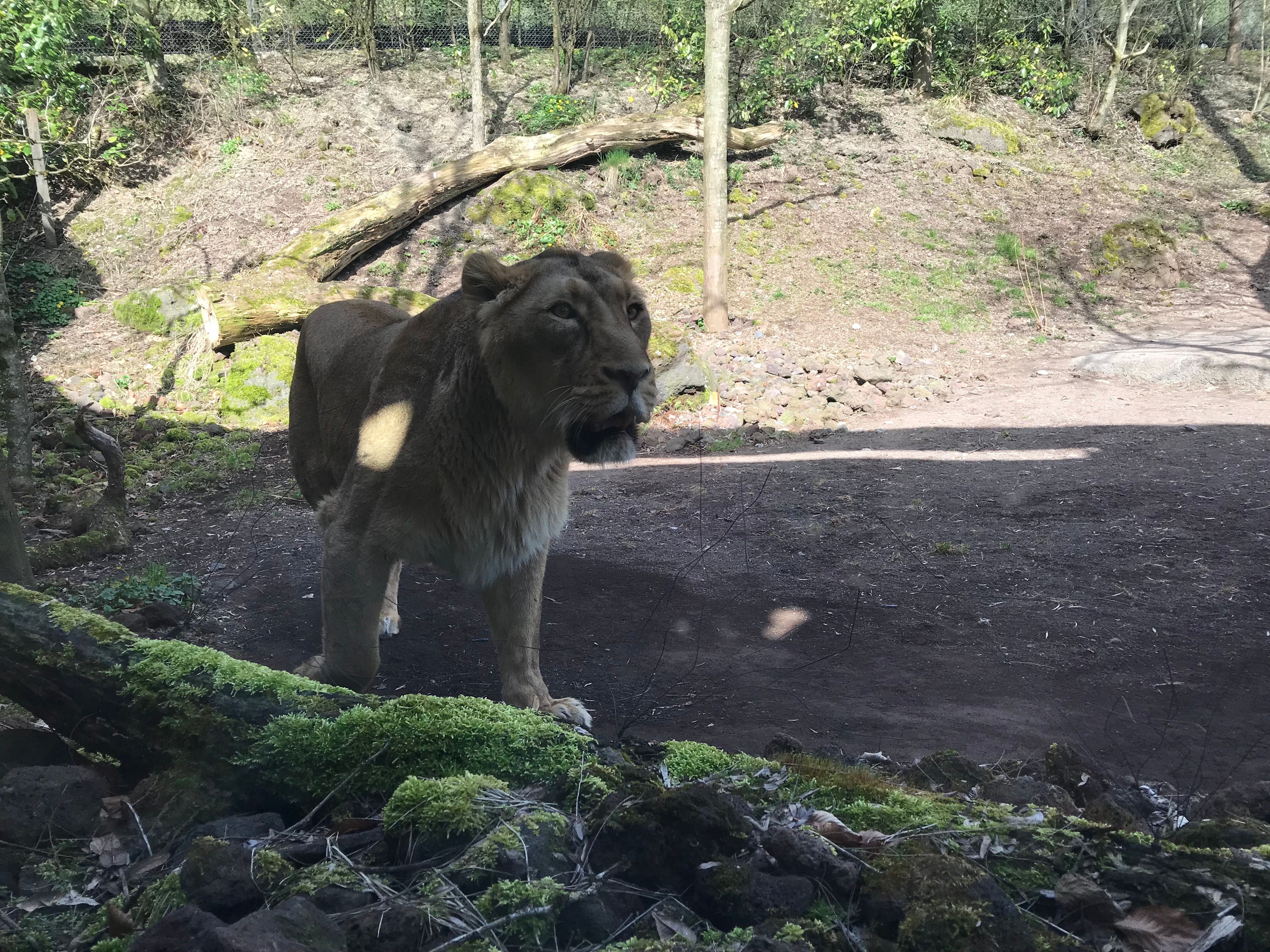 Zoo_Zürich_08042018_29.JPG