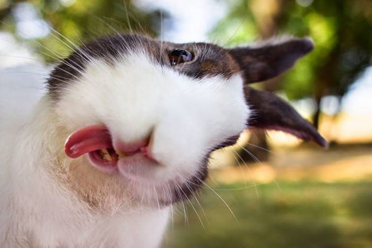 bunny.jpg