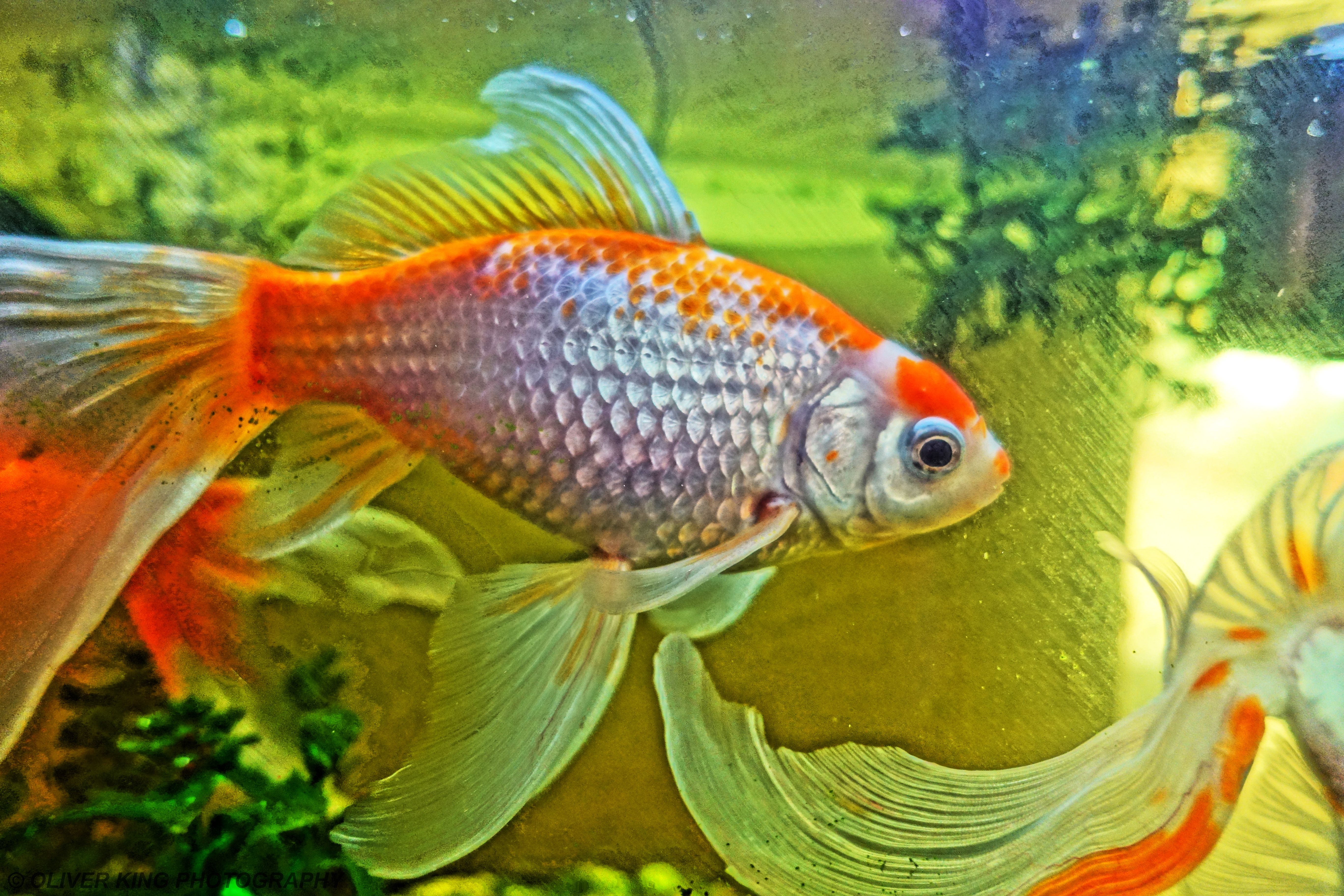 FishHDR1.jpg