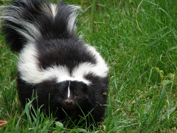 skunk.jpg