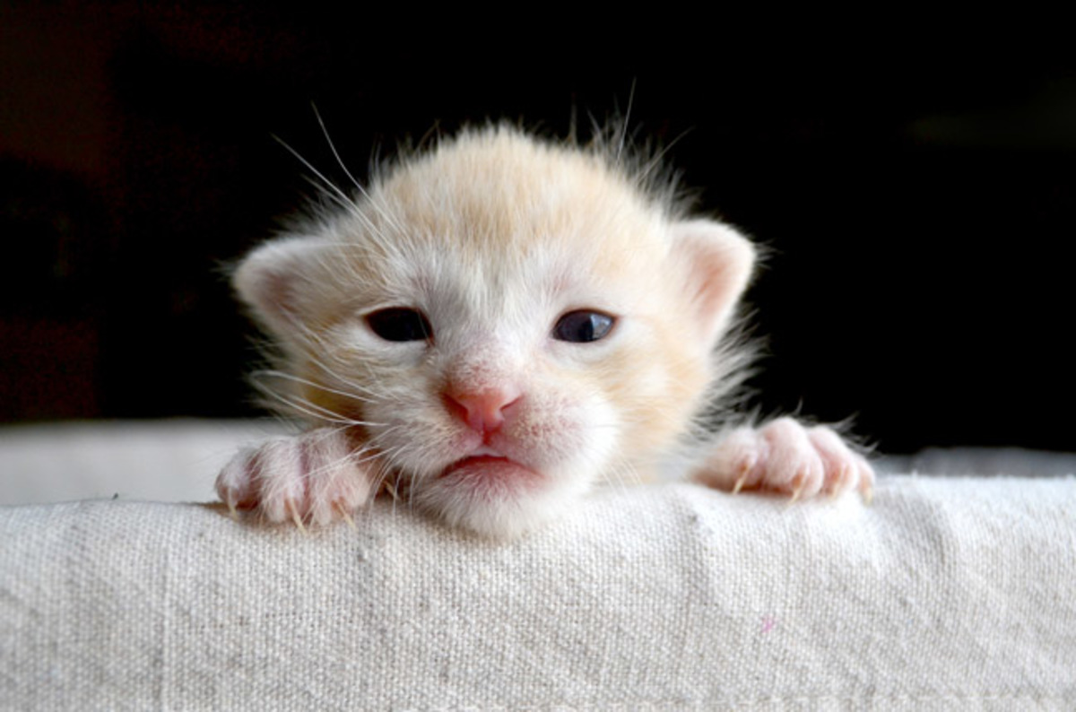 kitten_image_via_shutterstock.jpg