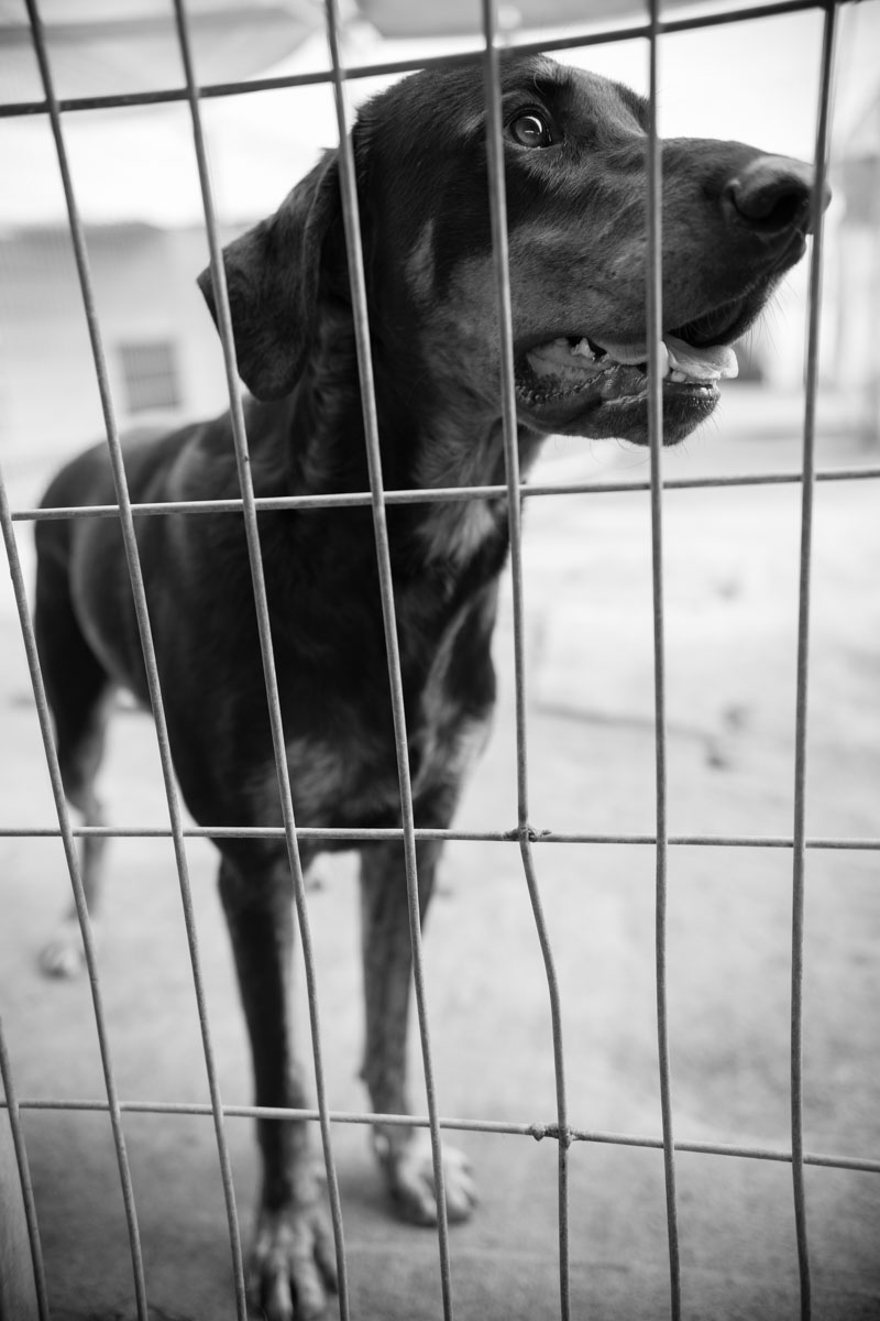 Dogs_adoption_2017_by_Victor_Bezrukov-14.JPG