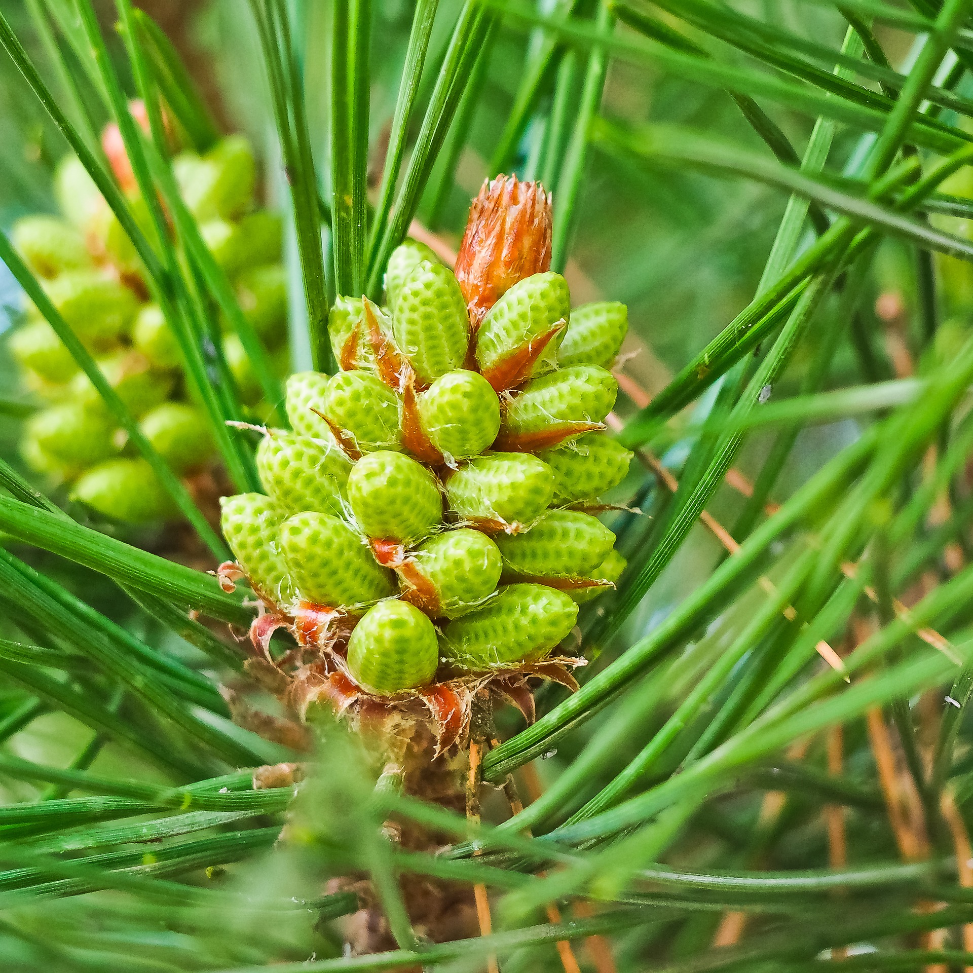 Хвойные питание. Сосна Культера (Pinus coulteri). Pinus lambertiana. Сосна Ламберта шишки. Сосна Ламберта (Pinus lambertiana).