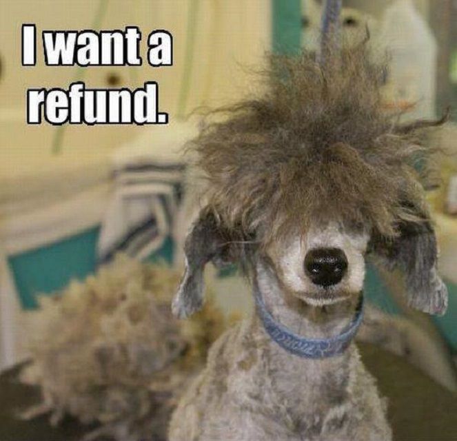 Worst-Dog-Haircuts-refund-592ecab03df78cbe7ec79151.jpg