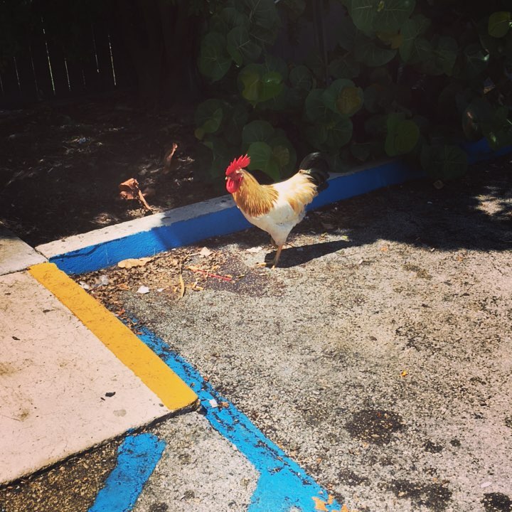 chicken.jpg