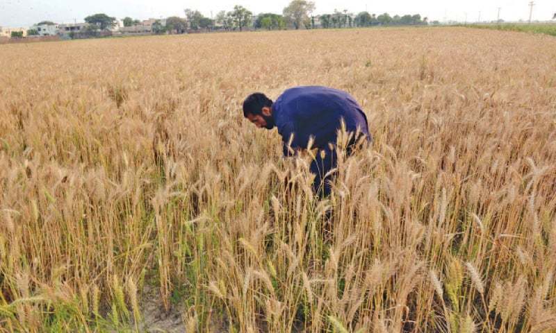 7-Wheat-yield-may-drop-in-Lahore-Gujranwala-divisions.jpg
