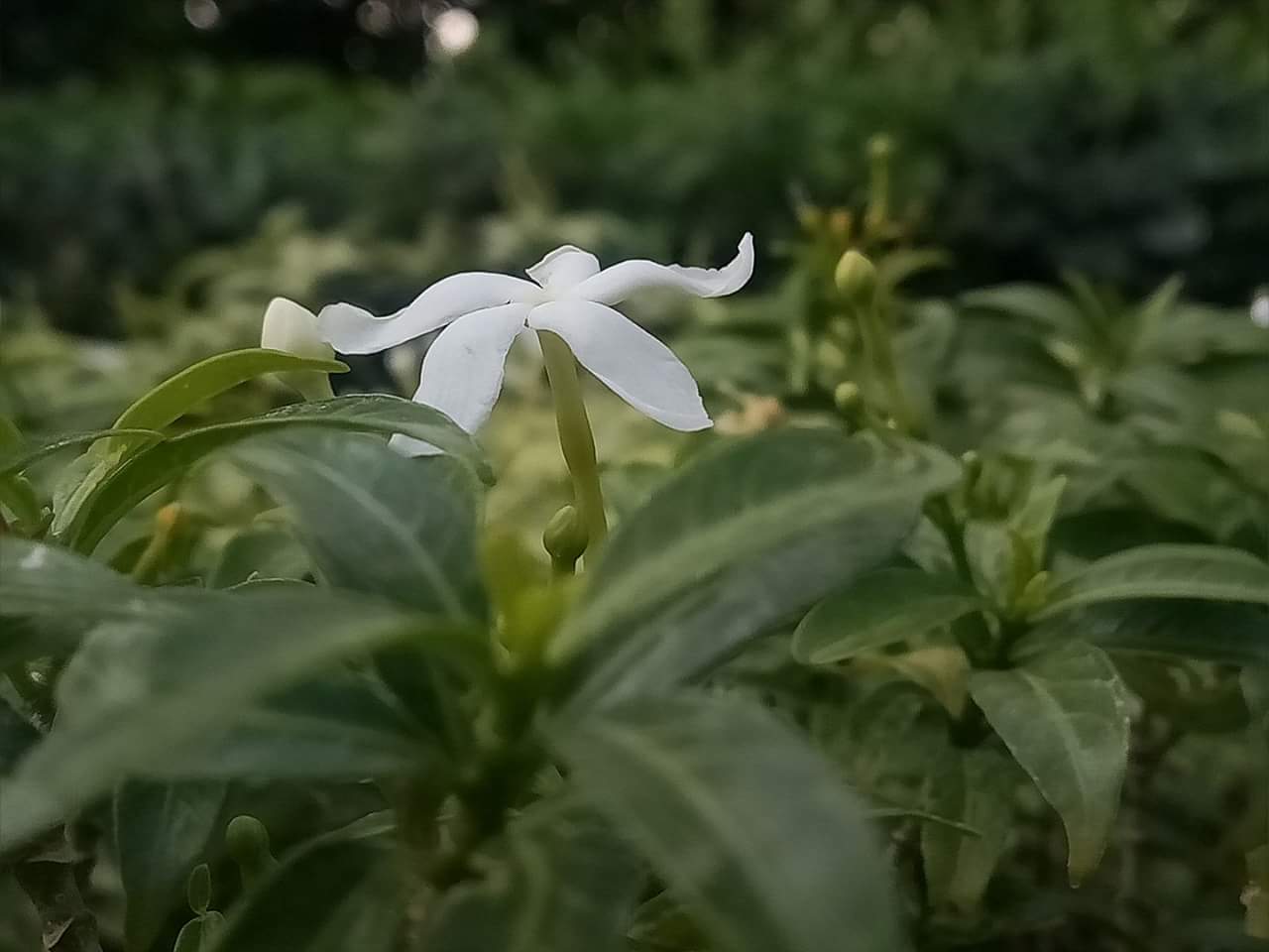 white flower.jpg