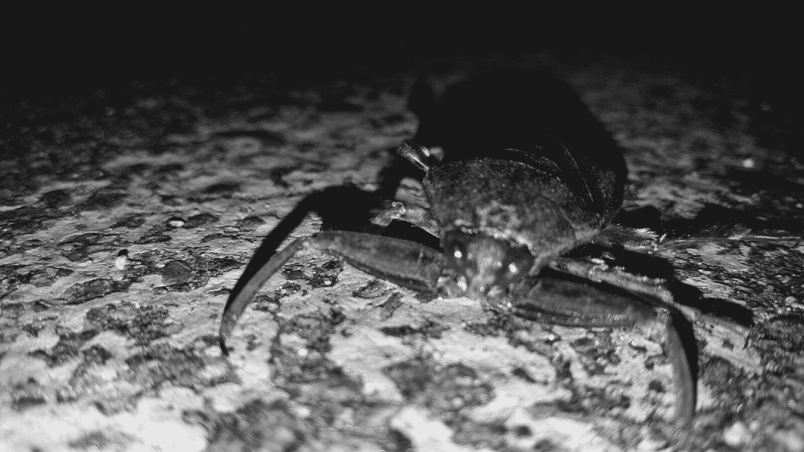 black and white bug.jpg