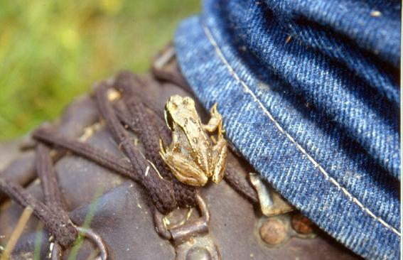 Boot-n-frog.jpg