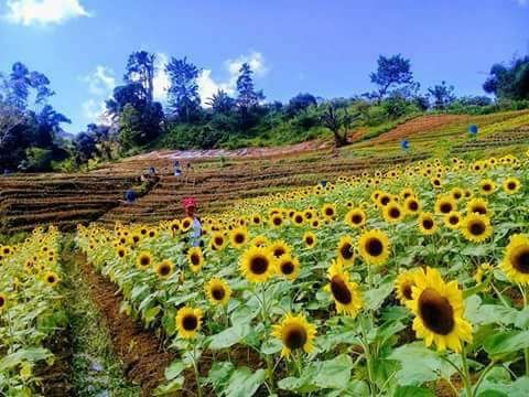 Sunflower Farm In Dalaguete Cebu