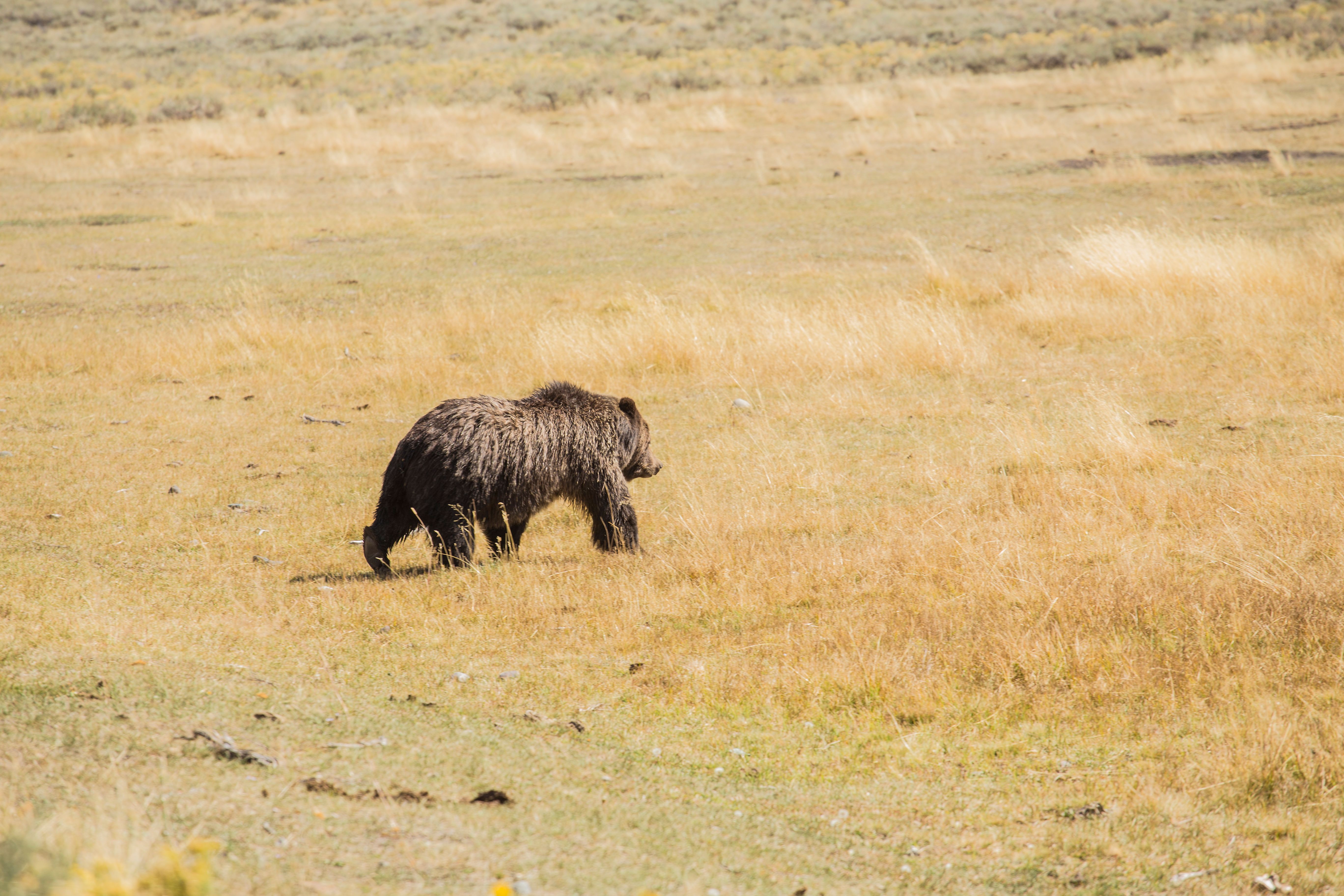 Yellowstone 25.jpg