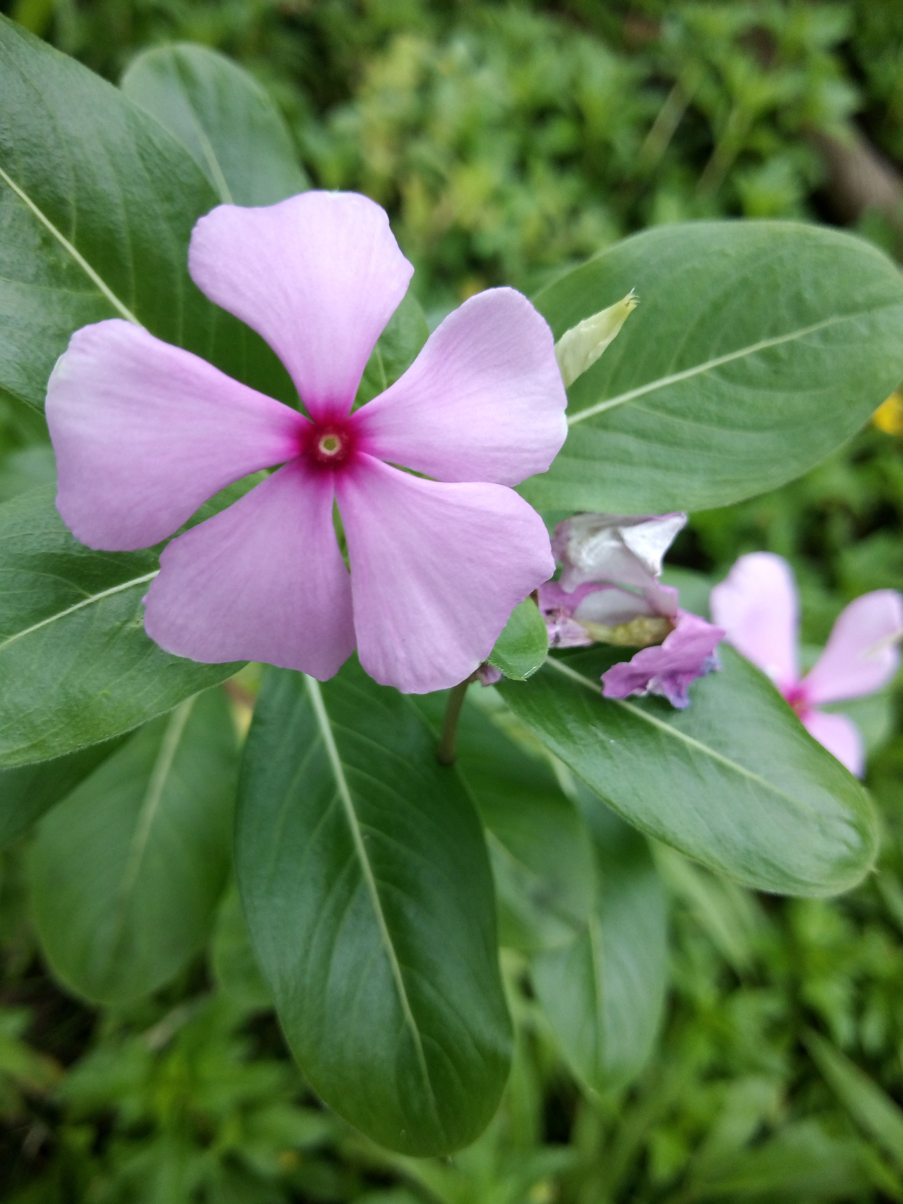 Common Flowering Plants With Names And Pictures Infoupdate