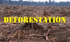 deforestation.jfif