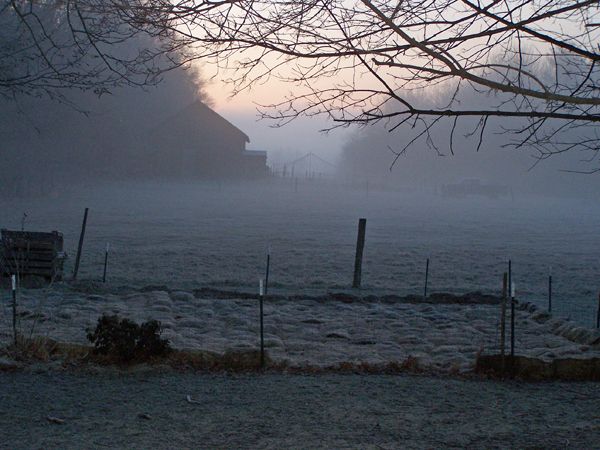 Fog and frost2 crop April 2018.jpg