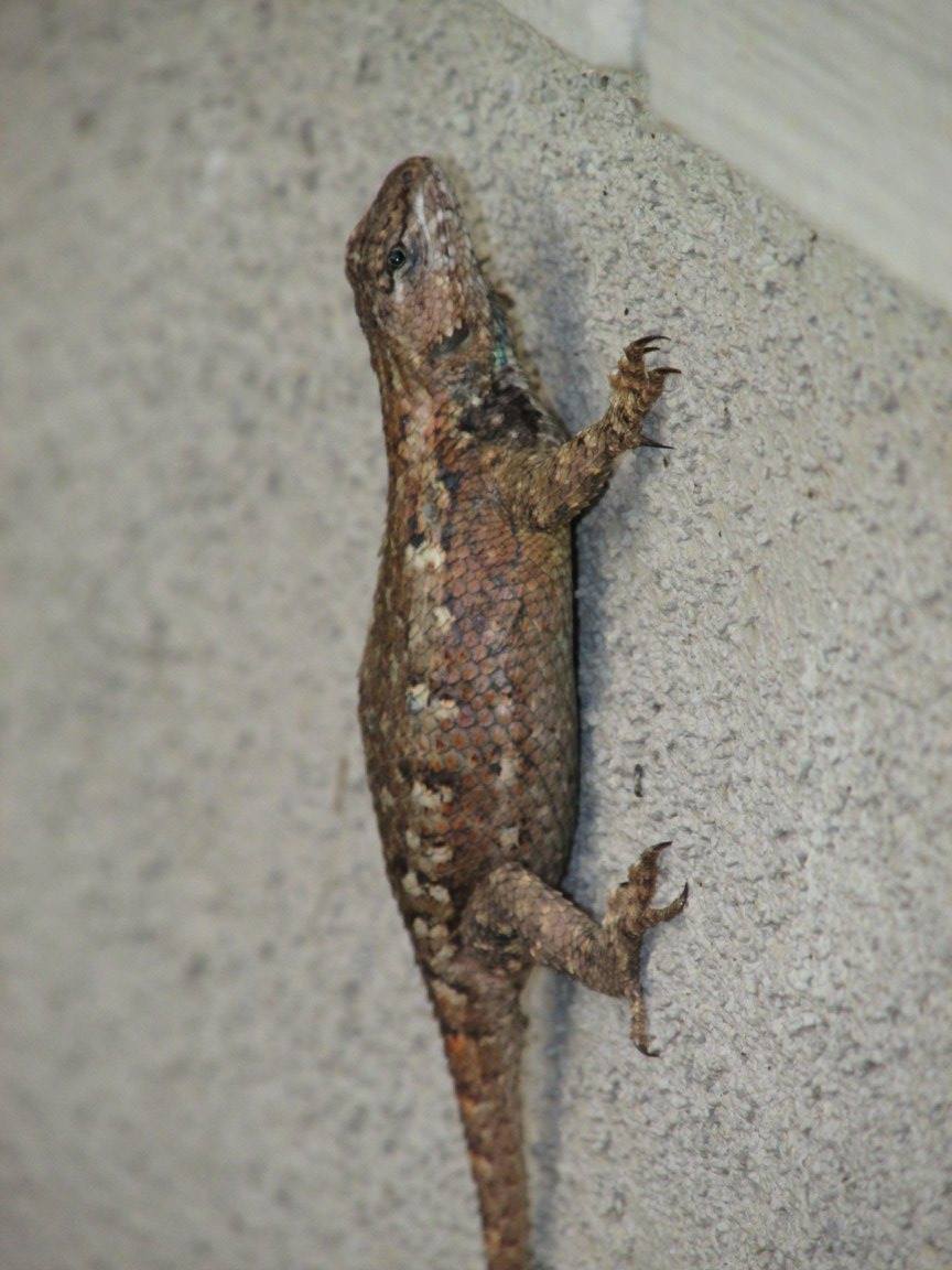 Eastern_Fence_Lizard_Sceloporus_undulatus.jpg