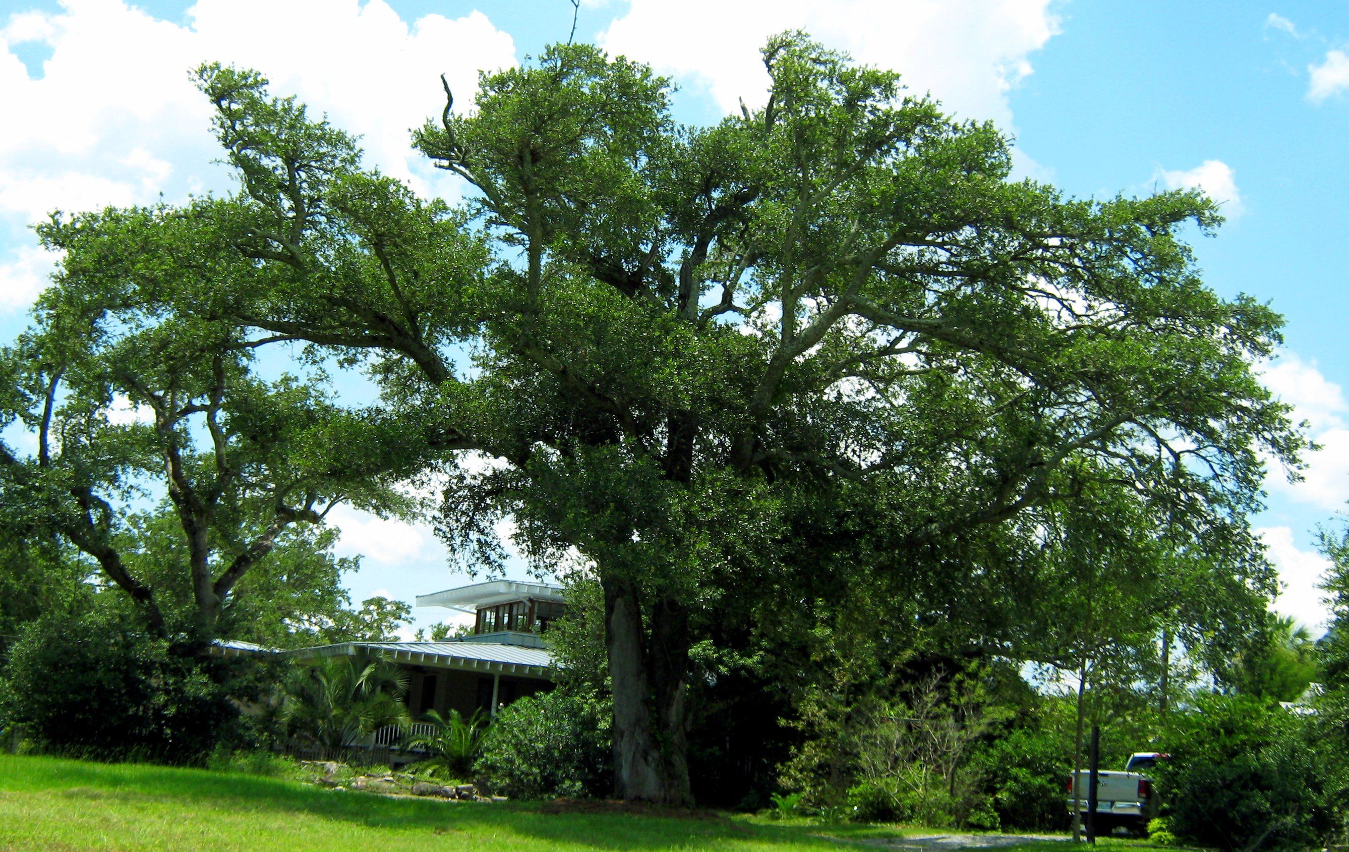 Katrina Trees 004.JPG