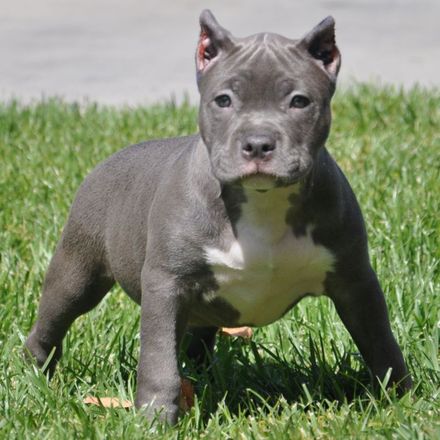 Cachorro-Pitbull-de-3-meses.jpg