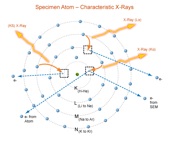 characteristic-specimenatom.png