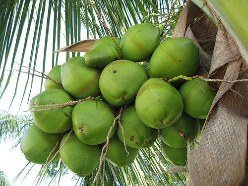 coconut fruit 5.jpg