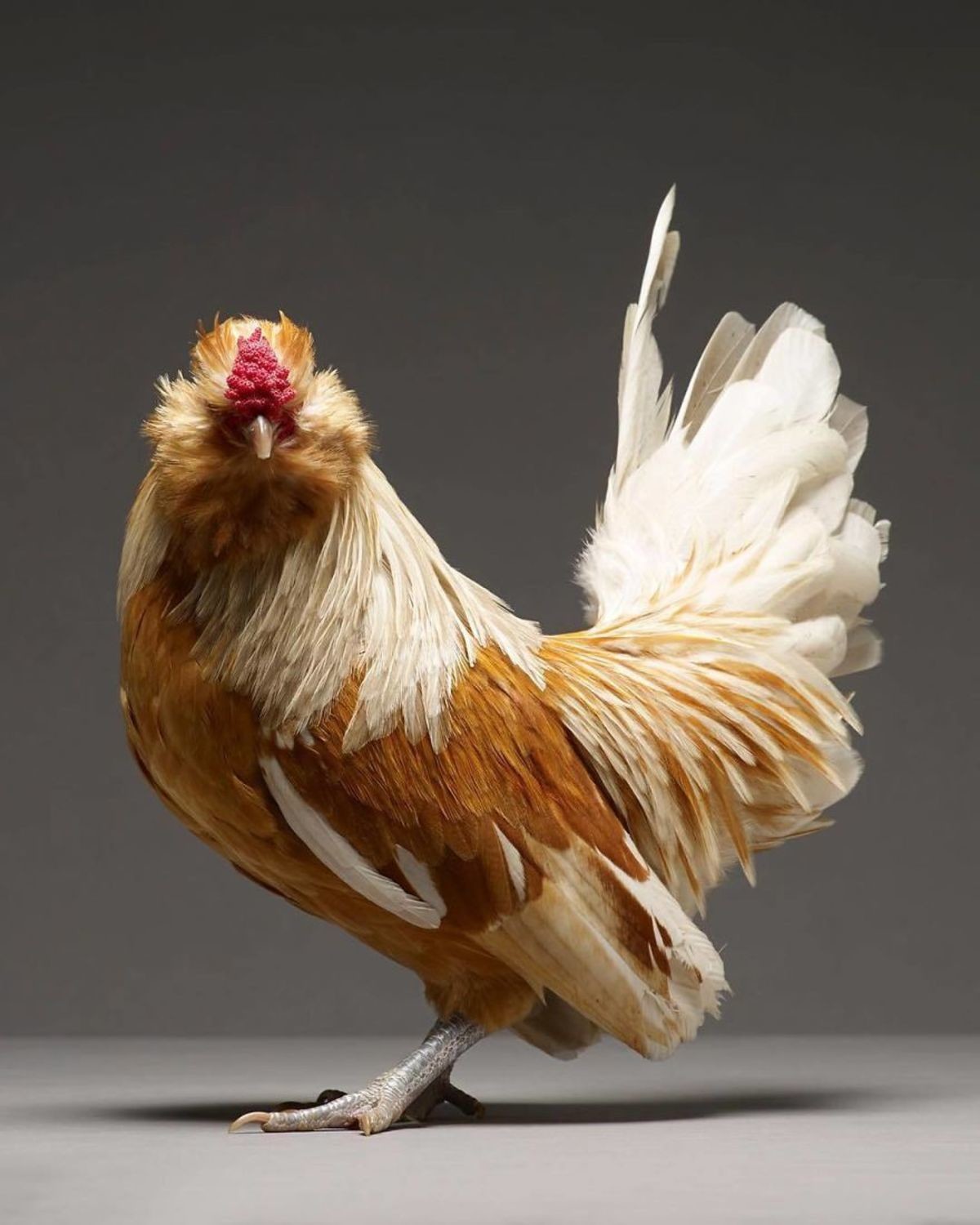 Most-Beautiful-Chickens-on-the-Planet-8.jpg