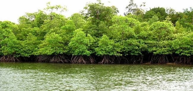 mangrove.jpg