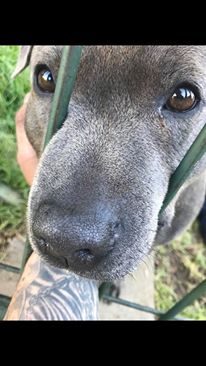staffy.jpg