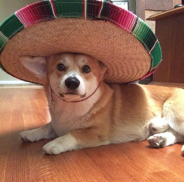 Viva 420 ...oh i mean Viva Cinco de Mayo .png