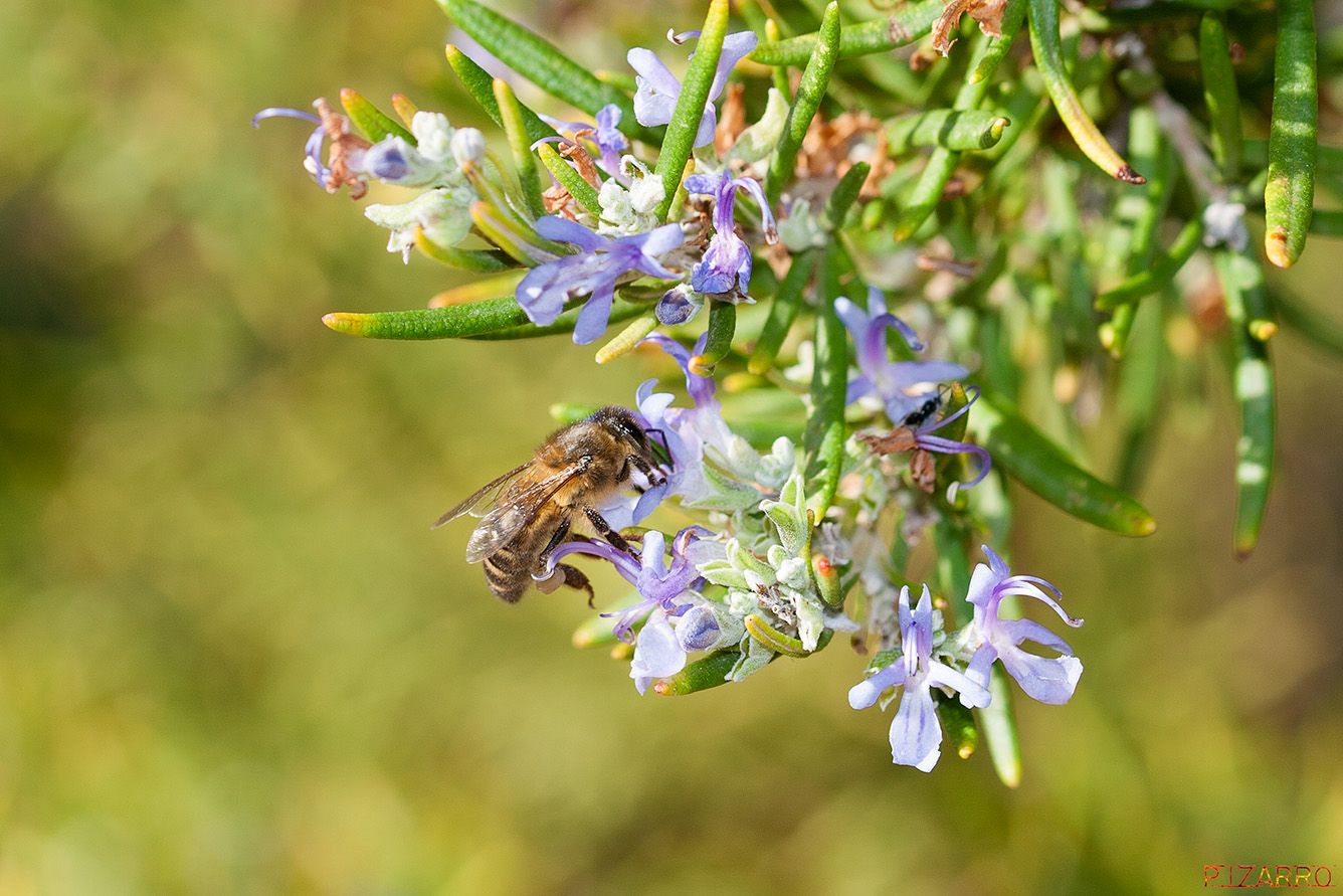 Abeja en romero (IIb)fb.jpg