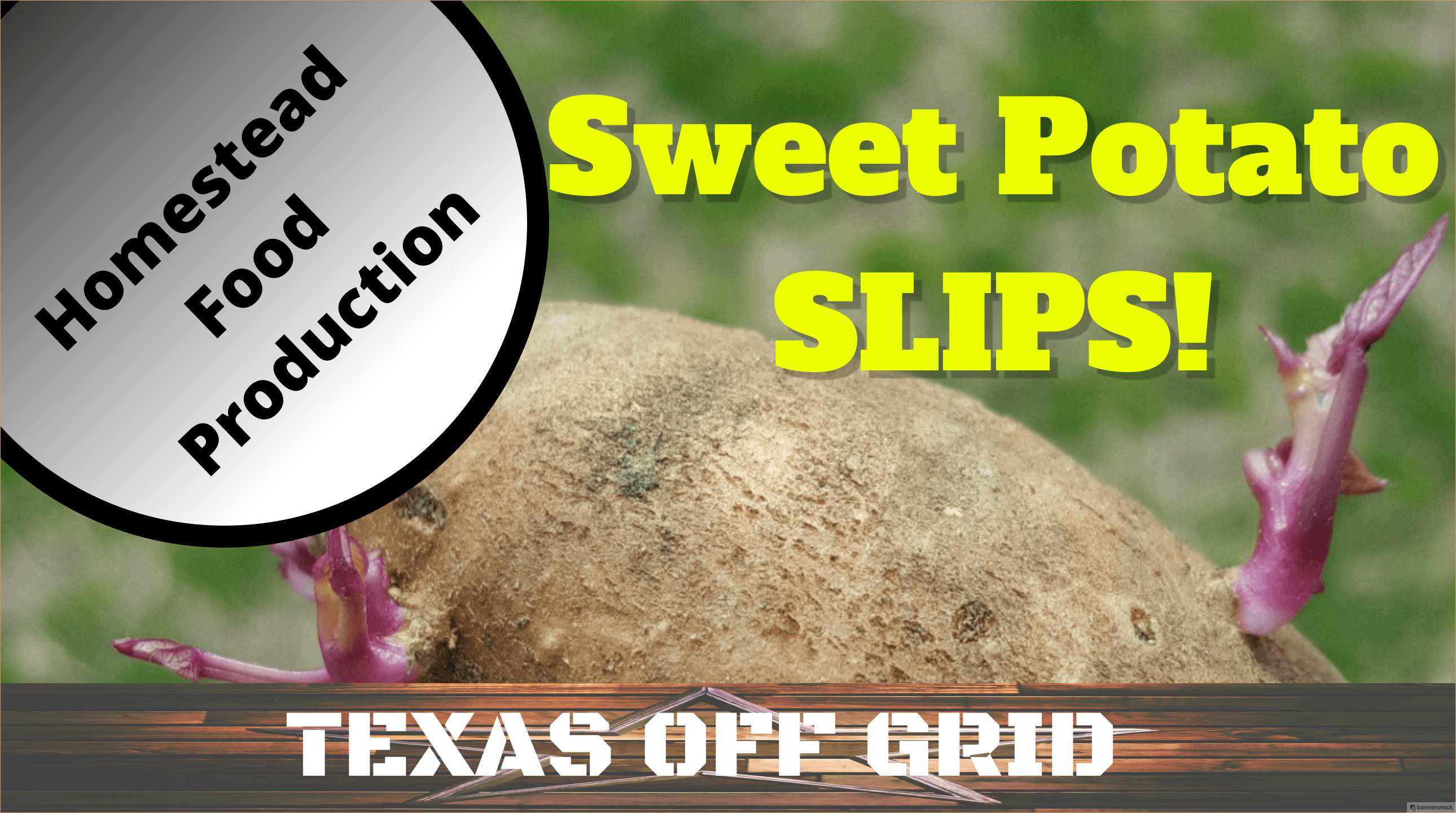 Sweet-potato-slips.png