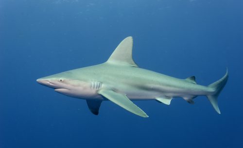 Carcharhinus_plumbeus_Jupiter_Florida_DBS0116-banner-500x305.jpg