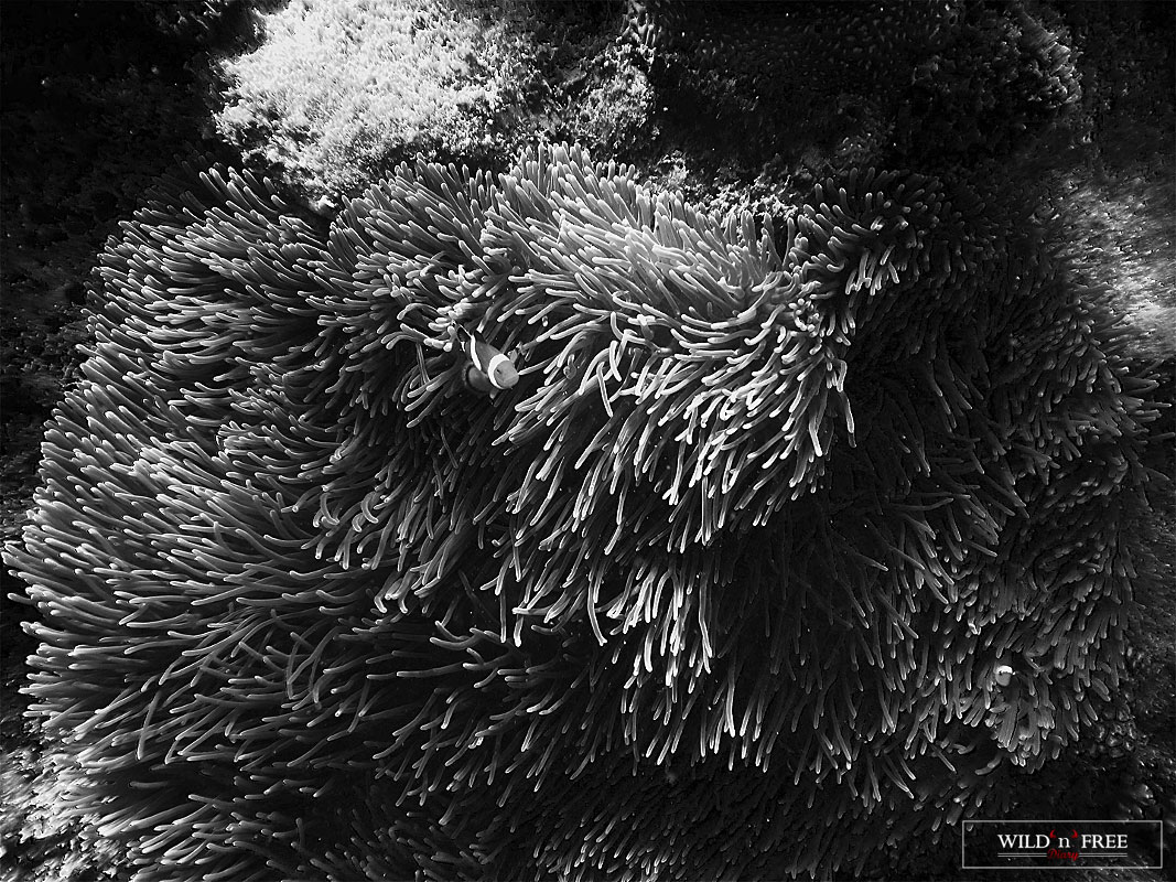 Riba-nemo.jpg