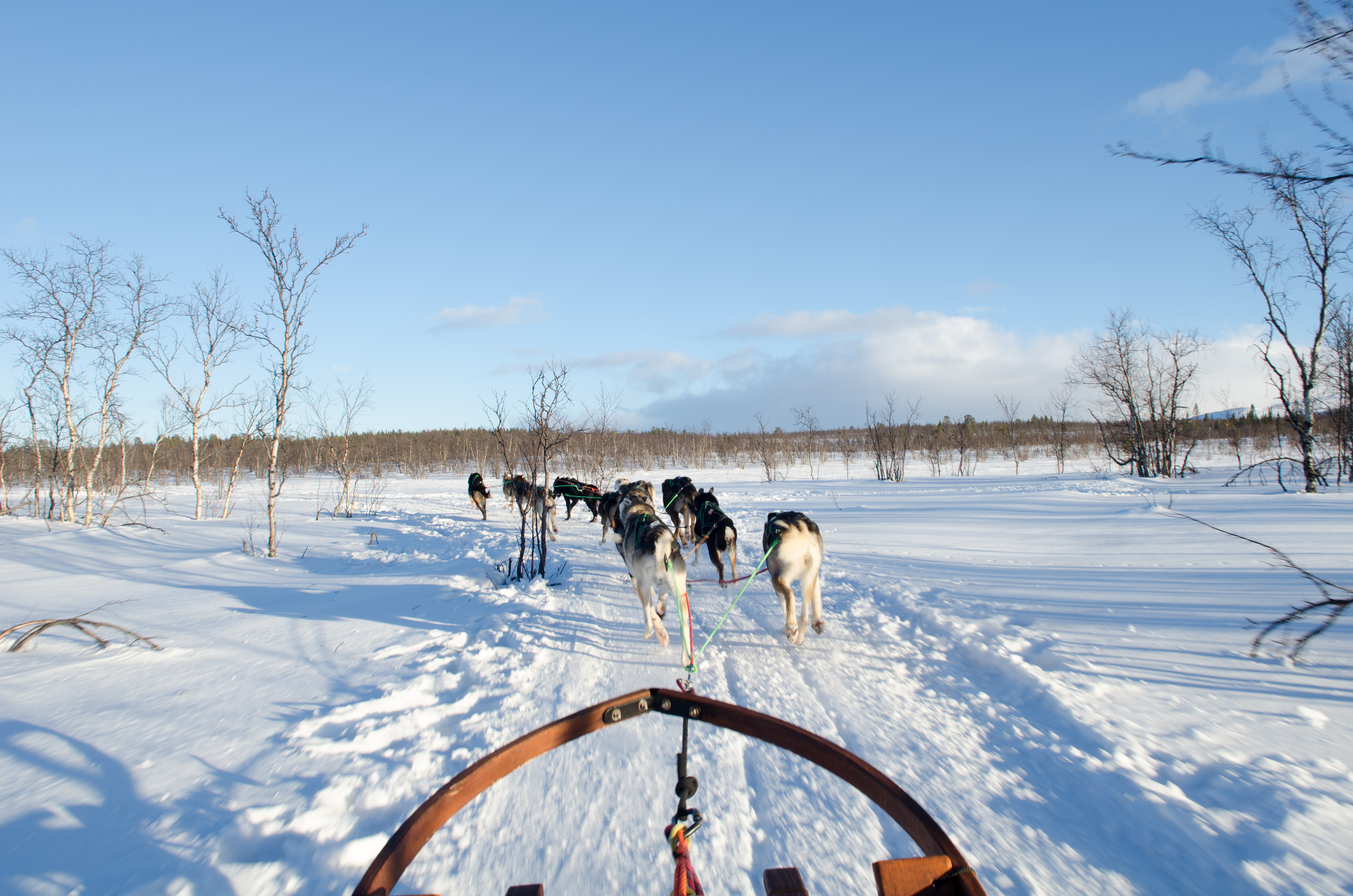 NIKON D7000_KirunaDogSledding-2446.jpg