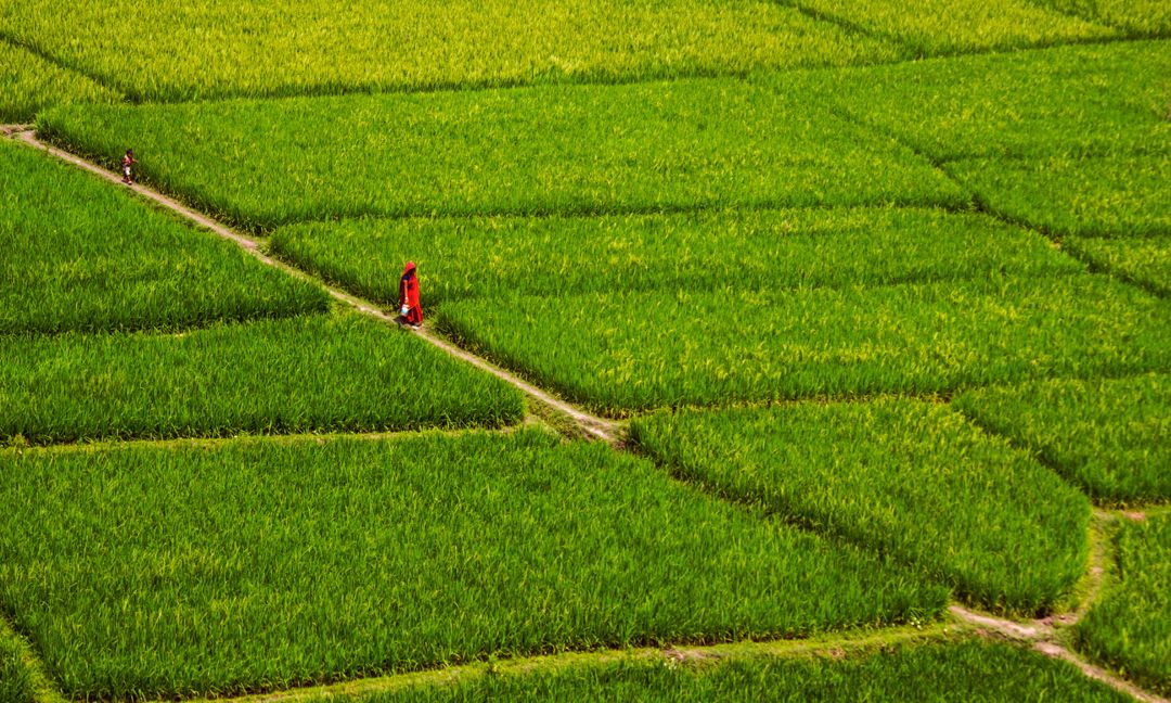 beautiful-bangladesh-mofassirul-islam-paddy-field.jpg