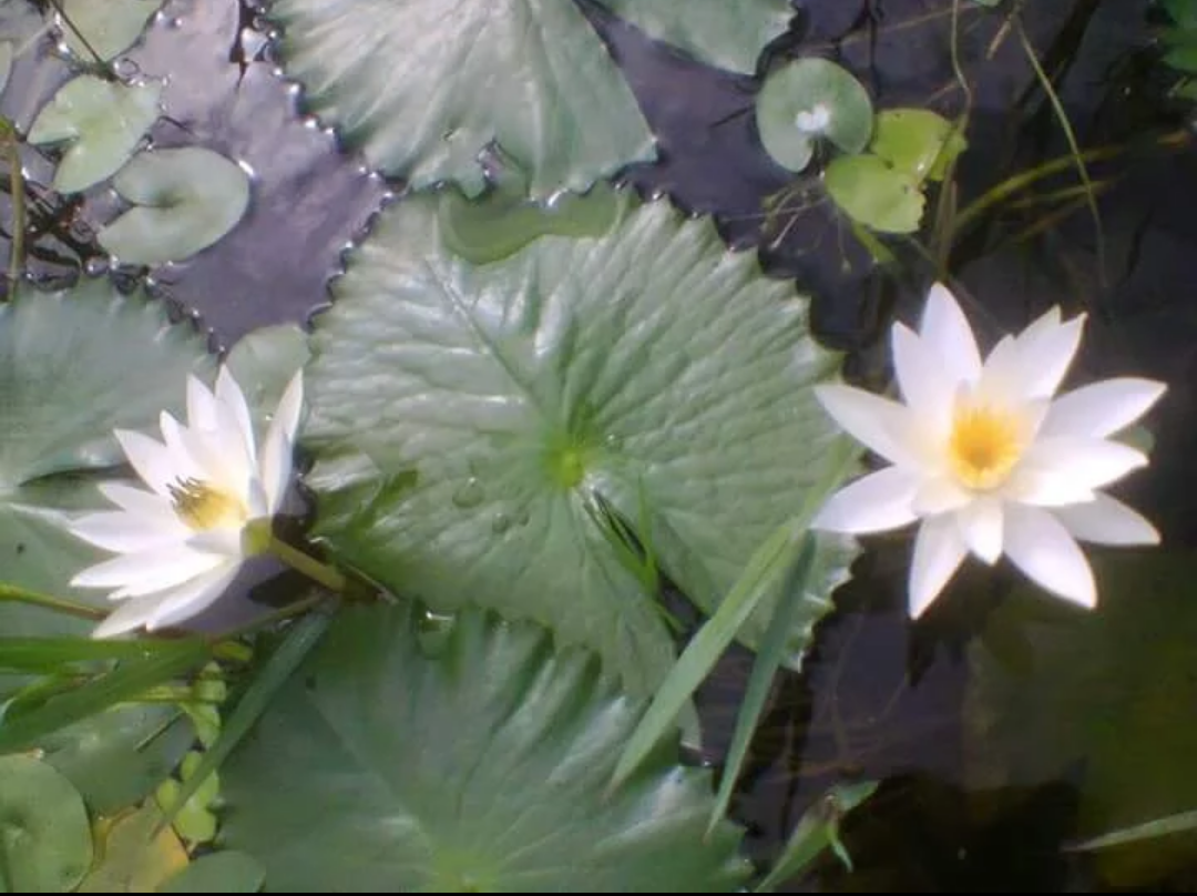 water lily pic001.png