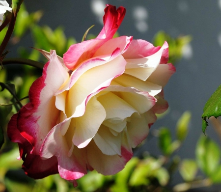 Fresh beautiful rose.jpg