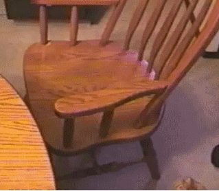 CatChair006.gif