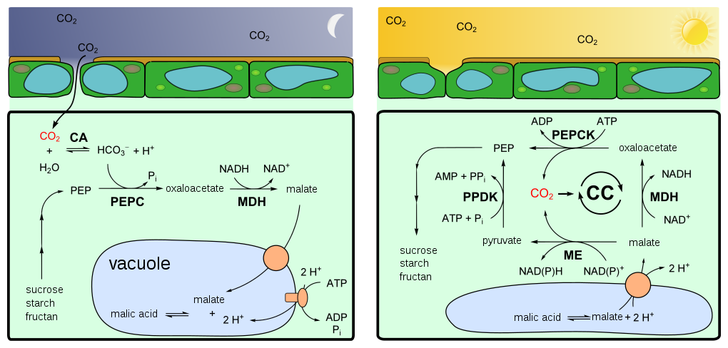 Crassulacean Acid Metabolism (CAM) — Steemit