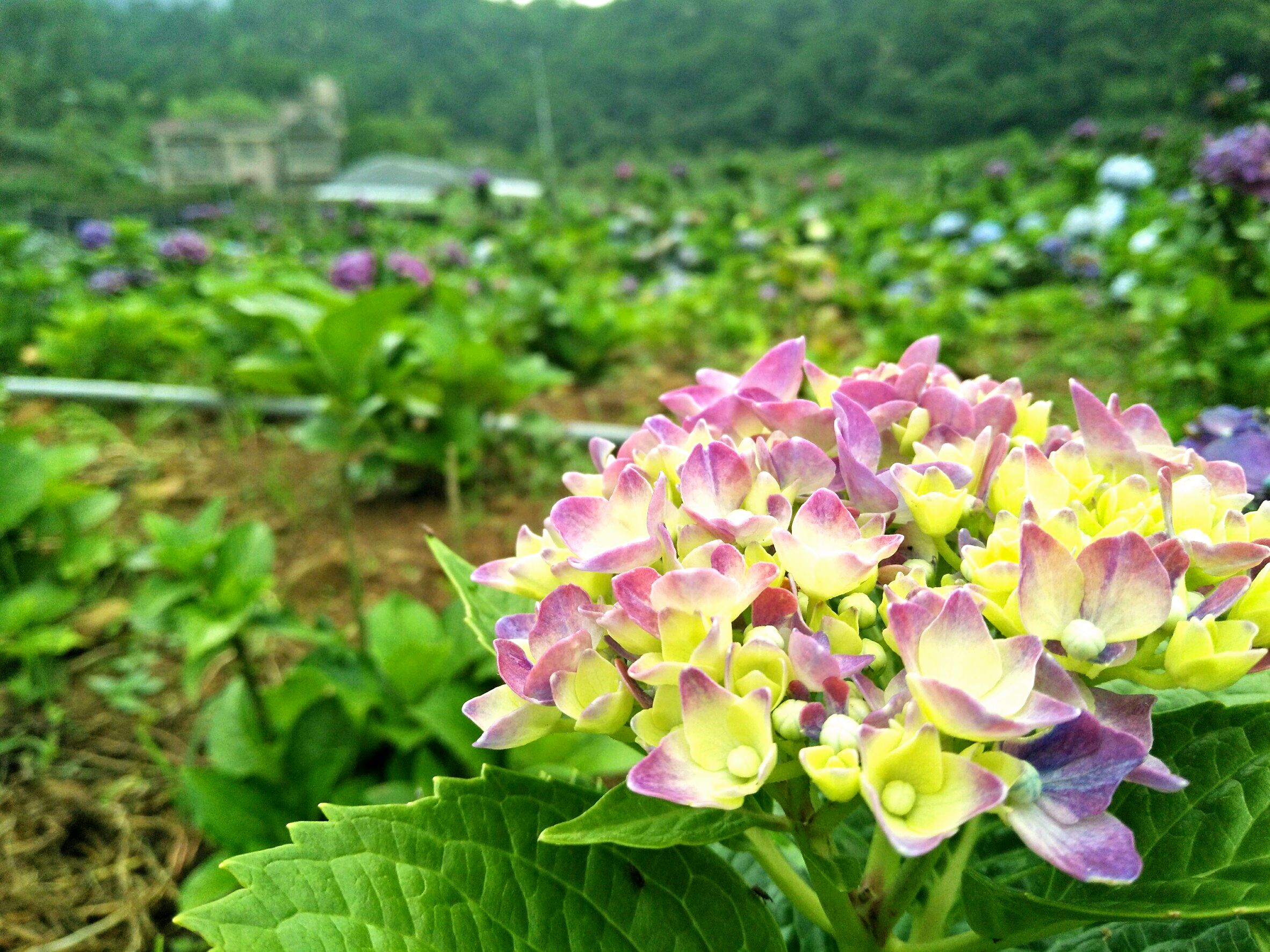 繡球花_170707_0006.jpg