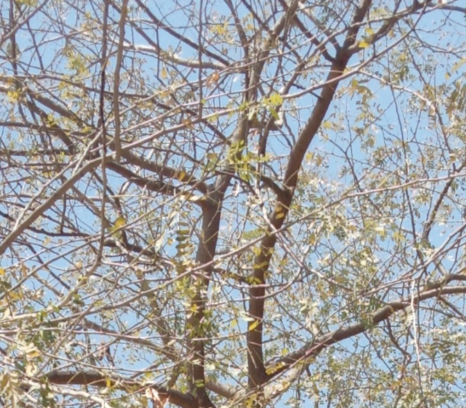 gtree.jpg