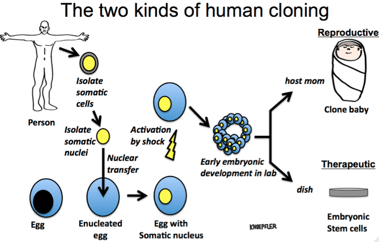 Knoepfler-art-Human-Cloning.png